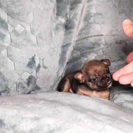 Felicity - Chocolate sabled fawn female Chihuahua puppy in Weatherford, Texas from Small and Mighty Chihuahuas