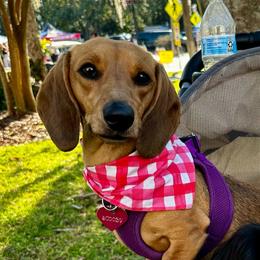 Scooby - Dachshund