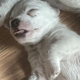 Border Collie and Jack Russell Terrier Puppies from CP FARMS BORDER COLLIES N JACKS CORP