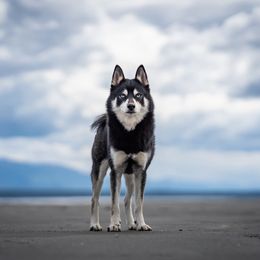 Rambo - Pomsky