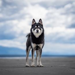 Rambo - Pomsky