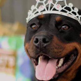 Rottweilers from Oakville Rottweilers