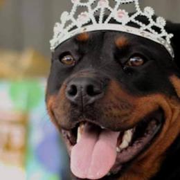 Rottweilers from Oakville Rottweilers