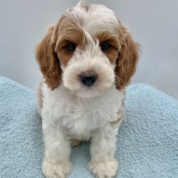Olly - Parti male Goldendoodle puppy in Kansas City, Kansas from Bella & Ivy’s Mini Goldendoodles of KC