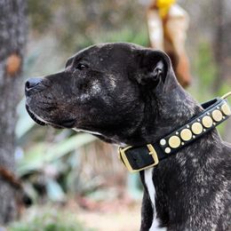 Eury - American Pit Bull Terrier