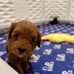 Green Girl - Red female Australian Labradoodle puppy in Bend, Oregon from High Desert Labradoodles