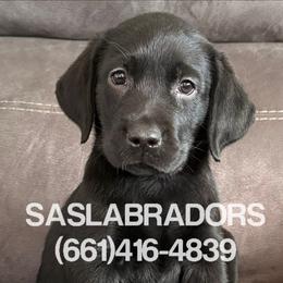 Red collar - Black female Labrador Retriever puppy in Palmdale, California from Sweet As Sugar Labradors