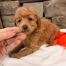 Girl 1 - Apricot female Poodle puppy in Cullman, Alabama from My Awesome Rover