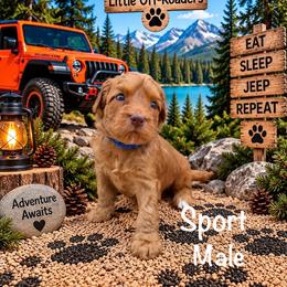 Sport - Red male Australian Labradoodle puppy in Eastover, North Carolina from Joyful Hearts Australian Labradoodles