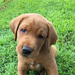 Labrador Retriever Puppies from Terracotta Treasures Labradors