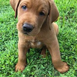 Labrador Retriever Puppies from Terracotta Treasures Labradors