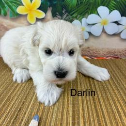 Darlin - Wheaten female Miniature Schnauzer puppy in Sylvania, Georgia from Southern Sky Miniature Schnauzers