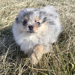 Pomeranian Puppies from Summer Set Poms