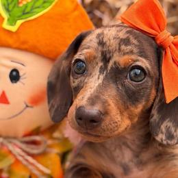 Dachshunds from Dixieland Dachshunds of Tennessee