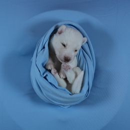 King - White male Siberian Husky puppy in Miami, Florida from Blue Moon Huskies