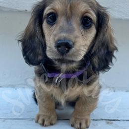 Buttercup - Shaded Cream Girl - Cream female Dachshund puppy in Lansing, Michigan from Swedoxies