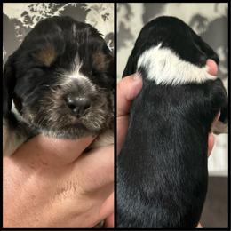 Ember - Tri-Roan female English Springer Spaniel puppy in Rio, Wisconsin from Rowan Creek Springers