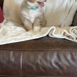 Australian Shepherd Puppies from Copper Sky Aussies of the Cental Coast