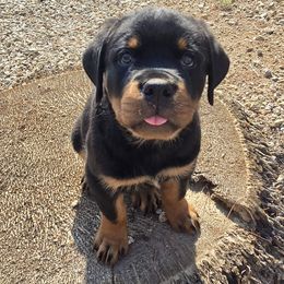 Rottweiler puppies from Von Diamond Hearts Rottweilers