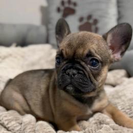 Girl 2 - Fawn female French Bulldog puppy in Miami, Florida from Oceanside French Bulldogs