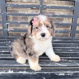 Acorn - Blue merle female Aussiedoodle puppy in Cartersville, Georgia from Simply Blessed Doodles