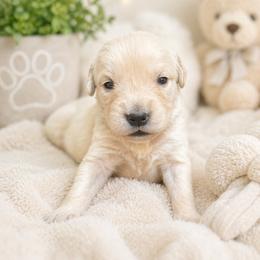 Girl 6 Blossom - Light golden female Golden Retriever puppy in Angier, North Carolina from Howard's Retrievers
