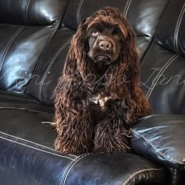 Chinese Shar-Pei, Cocker Spaniels, and Companion Crosses from Mini Hippo Land