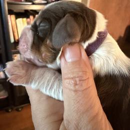 Cupcake (purple collar) - Tri-Roan female English Springer Spaniel puppy in Statesville, North Carolina from Rockin’ Slow Farms