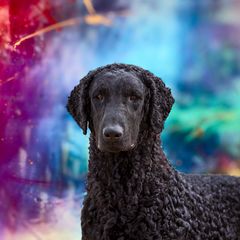 Curly-Coated Retriever All Grown Up from Stoic Gun Dogs