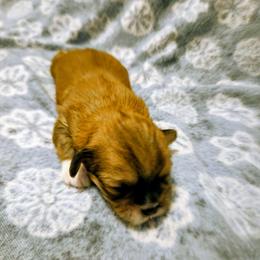 Ash - Red male Lhasa Apso puppy in Hillsboro, Oregon from Luv-N-Laughter Lhasa Apsos