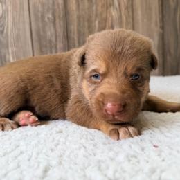 Liver male - Liver male German Shepherd puppy in Lebanon County, Pennsylvania from Regalimage