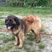 Tybear - Leonberger