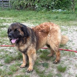 Tybear - Leonberger