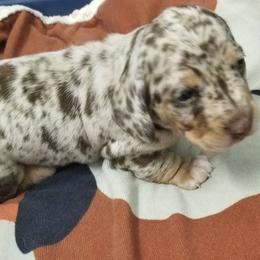 Chocolate dapple boy - Dapple male Dachshund puppy in La Monte, Missouri from Wulff's East LA Puppies