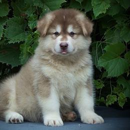 Dewey - Red and white male Alaskan Malamute puppy in Michigan from Warrior’s Legacy Alaskan Malamutes