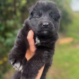 Blue - Black female German Shepherd puppy in Pickens, South Carolina from Von Maqqedah Haus German Shepherds