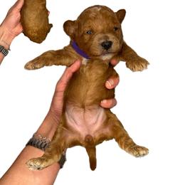 Clover (purple) - Red  female Goldendoodle puppy in Hot Springs, Arkansas from Hot Springs Kennels