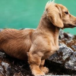 Sasha - Dachshund