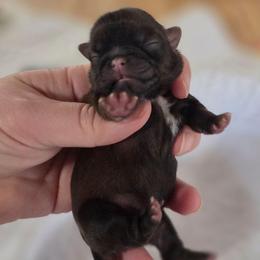 Scarlett - Red female Shih Tzu puppy in Waynesboro, Pennsylvania from Big Win Shih Tzus