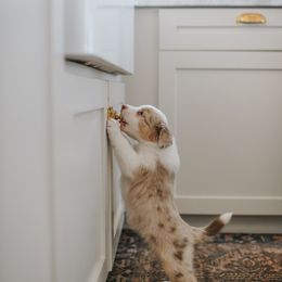 Australian Shepherd Puppies from Sky to Haven Aussies