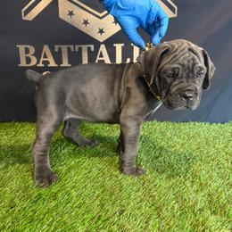 Girl 6 - Gray female Cane Corso puppy in Celina,Tx, Texas from Battalion Cane Corso