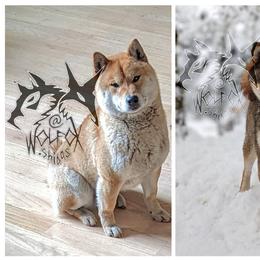 Shiba Inu puppies from WOLFOX shiba inu