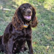 Boykin Spaniels and English Springer Spaniels from 31 Pines Springers & Retrievers