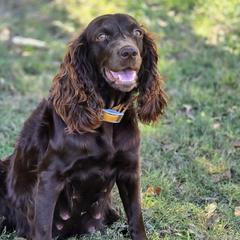 Boykin Spaniels and English Springer Spaniels from 31 Pines Springers & Retrievers