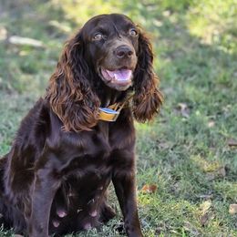 Boykin Spaniels and English Springer Spaniels from 31 Pines Springers & Retrievers