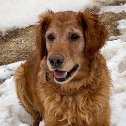 Timber - Golden Retriever