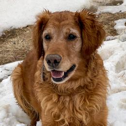 Timber - Golden Retriever