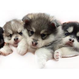 Pomsky and Siberian Husky Puppies from My Half Pint Pups