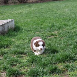 Australian Shepherd Puppies from Starlit Grove Australian Shepherds