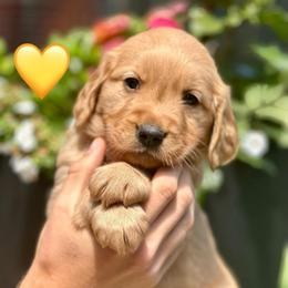 Yellow - Golden female Golden Retriever puppy in Calistoga, California from Willow’s AKC Golden Retrievers